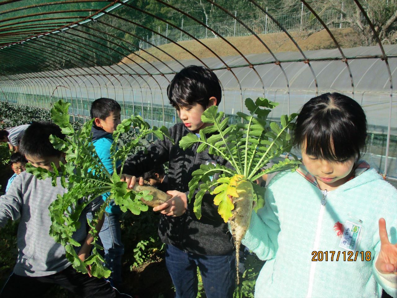 daikon3