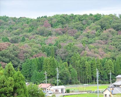 ナラ枯れの写真、森林の中に枯れた木が混ざっております