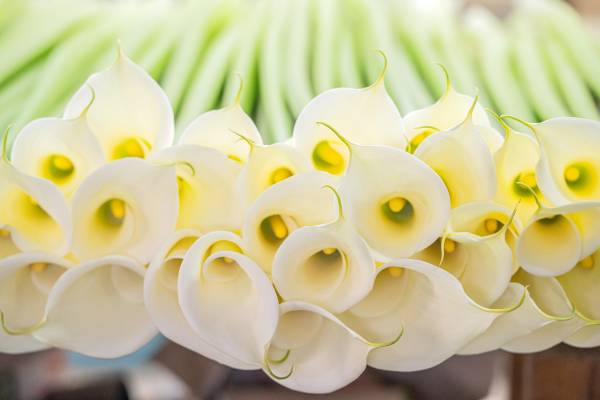 カラーの花