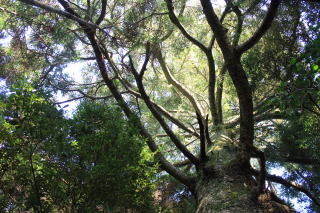 三石山自然林の写真