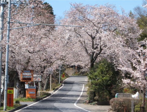 福岡の桜並木 鹿野山参道碑の写真
