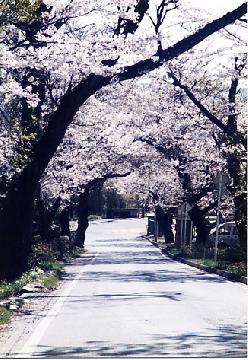 福岡の桜並木
