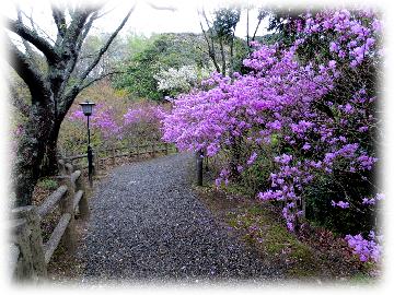 くるり保護地域のミツバツツジの写真