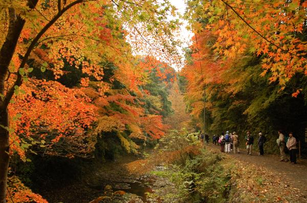 紅葉3の写真