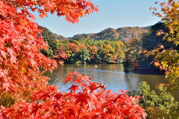 紅葉8の写真