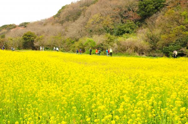 三舟山・郡ダムお花見ウォーク5の写真