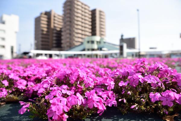 芝桜の写真