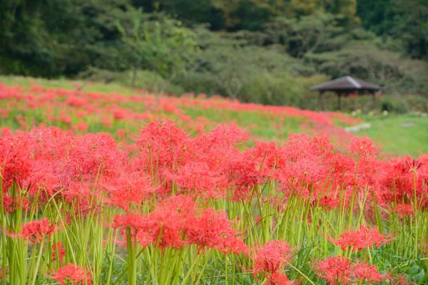 彼岸花2の写真