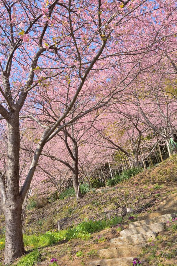 桜14の写真