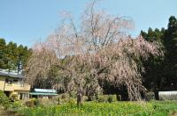 桜9の写真