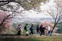 三舟山・郡ダムお花見ウォーク4の写真