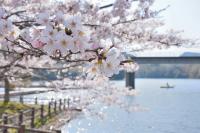 桜18の写真