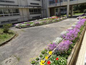 サクラソウ校舎内