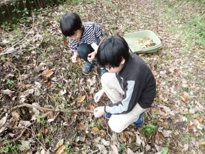 どんぐり探し