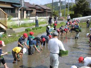 田植え