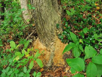 カシノナガキクイムシの入った木の根もとの写真、木くずがでております