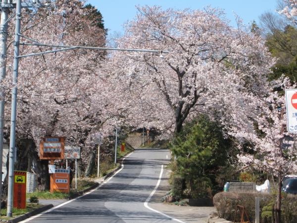 sakura