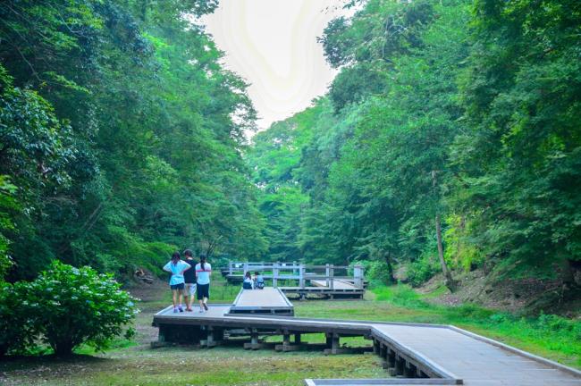 清水渓流広場の緑と木道