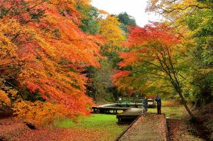 紅葉が見頃の木道