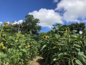 園庭の花畑に咲いたひまわりの写真です。