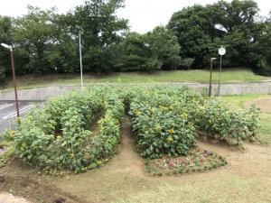 かずさあけぼの保育園　花畑