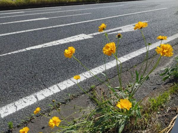 市内の道端に咲くオオキンケイギク