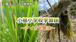 小櫃小学校学習田（アイガモ農法）