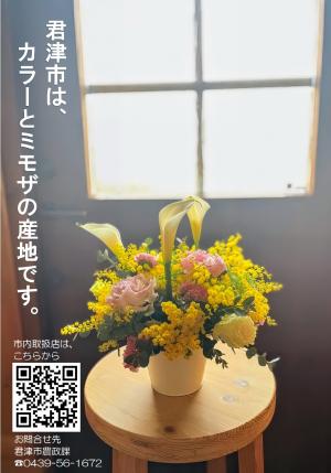 カラー・ミモザ