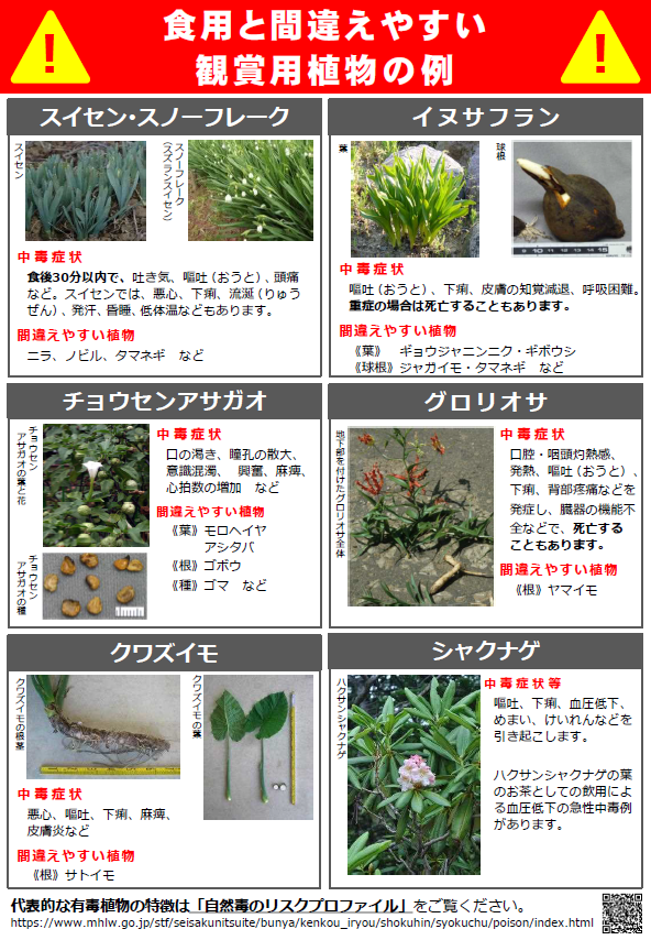 有毒植物に要注意6