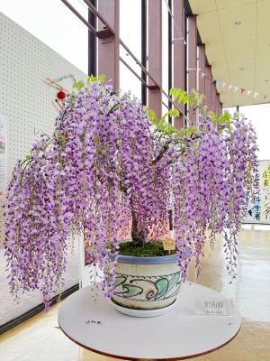 公民館に展示された藤