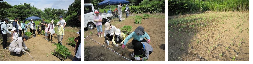  チャレンジくらぶ枝豆の苗植え