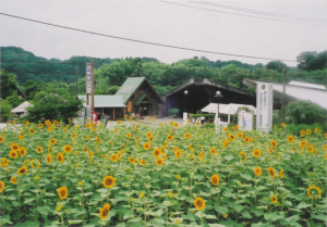 ひまわり