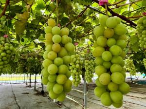 シャインマスカット