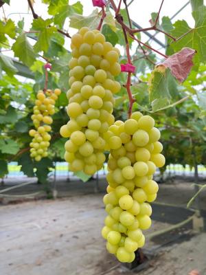 実りすぎてしまったマスカット