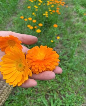 カレンデュラの花