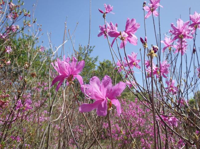 ミツバツツジの花