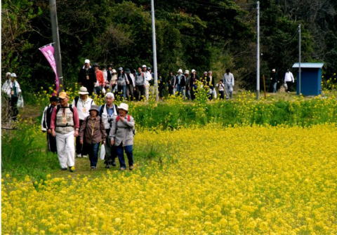 お花見ウォークの写真