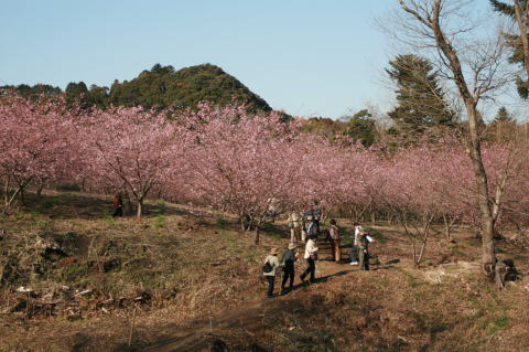 フルーツ村の河津桜