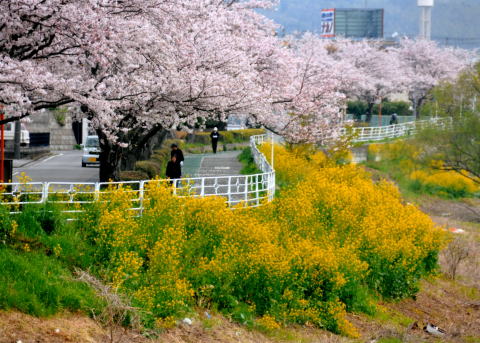 小糸川沿岸 歩行者専用道の写真