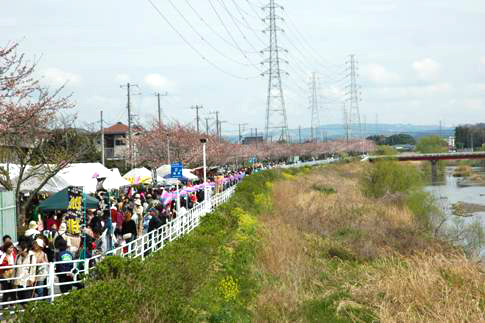 小糸川さくら祭りの写真