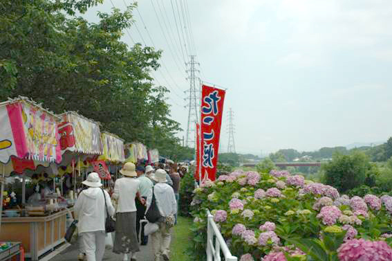 小糸川あじさい祭りの写真