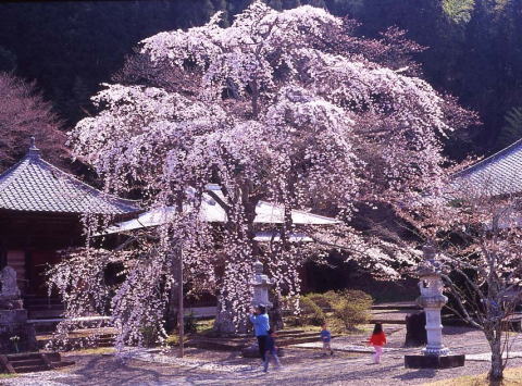 しだれ桜