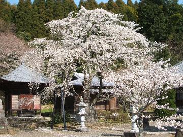 しだれ桜