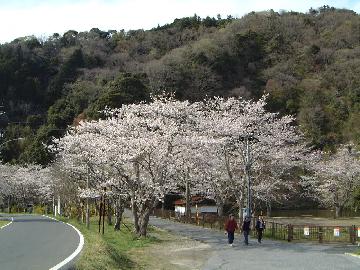 三島の桜