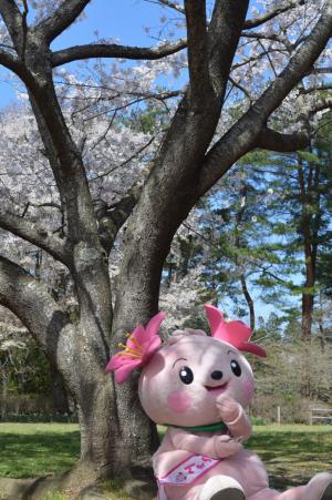 桜の木の下でお花見したよ♪