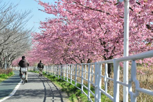 桜6の写真