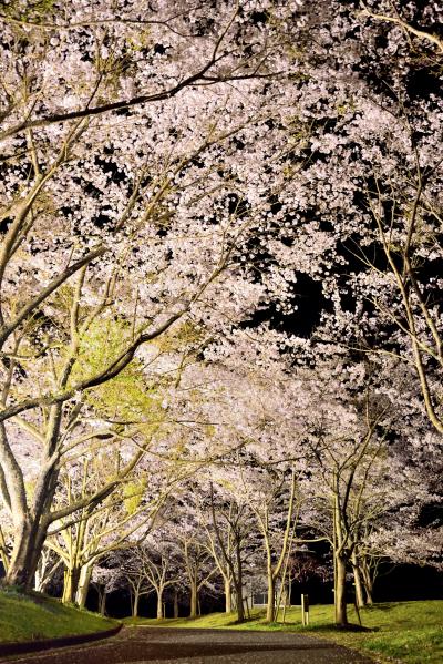 桜8の写真