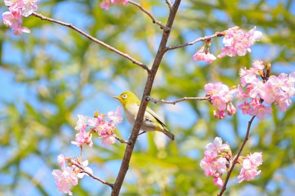 桜10の写真
