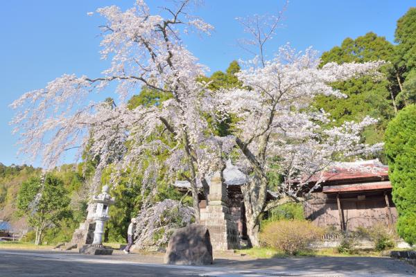 桜15の写真