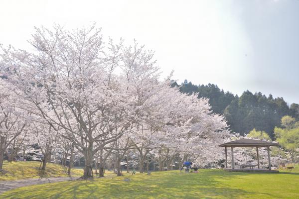 桜17の写真